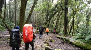 Tempat Camp Pendakian di Jawa Barat Surya Kencana Surga Edelweis 2